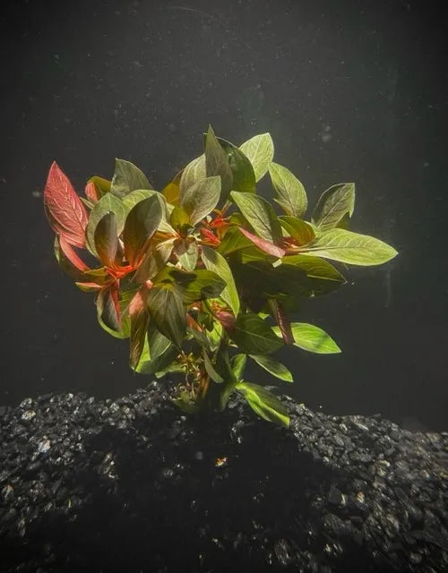 Ludwigia Dark Red Ludwigia repens var Dark Red (Care Guides)