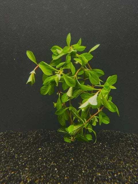 Ludwigia Red Ludwigia repens (Care Guides)