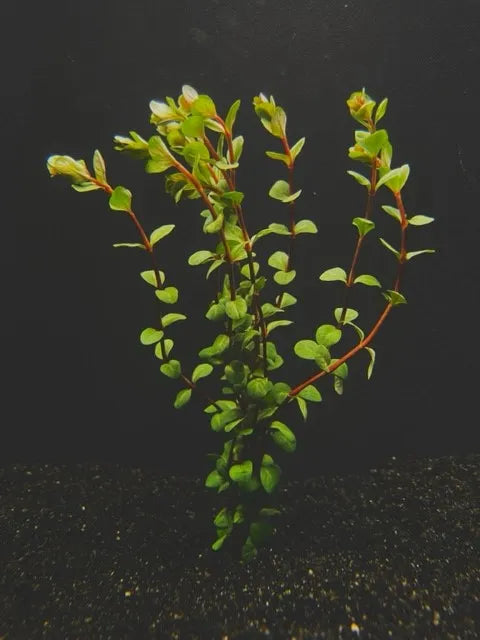 Rotala Vietnam (Care Guide)