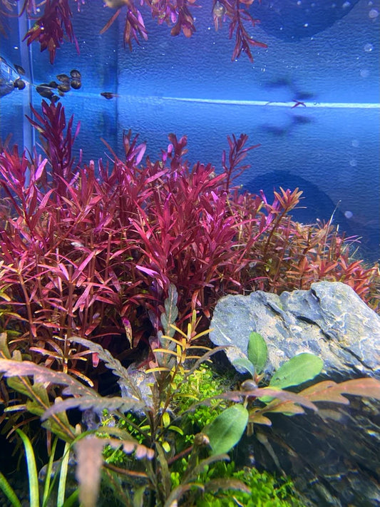 Rotala Narrow Leaf Sp. Red (Care Guide)