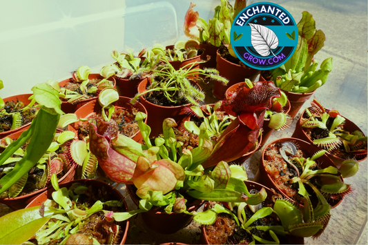 How to make your first Carnivorous Bog Garden!