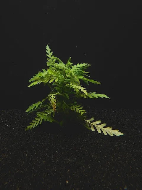 Hygro Pinnatifida Live aquarium Plant (Care Guides)