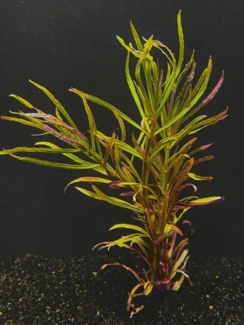 Limnophila Hippuridoides Live Aquarium Plant (Care Guide)