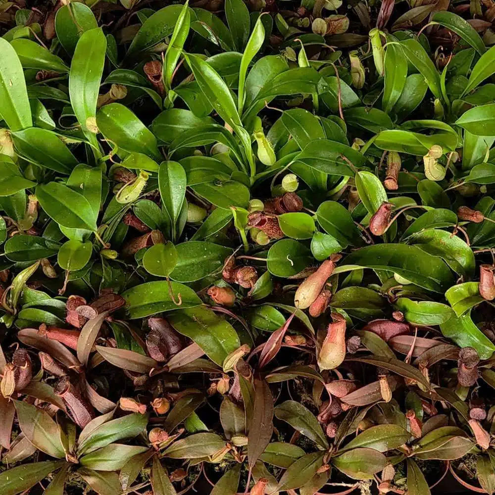Tropical Nepenthes Mix – 45 Pack Bulk/Wholesale Case