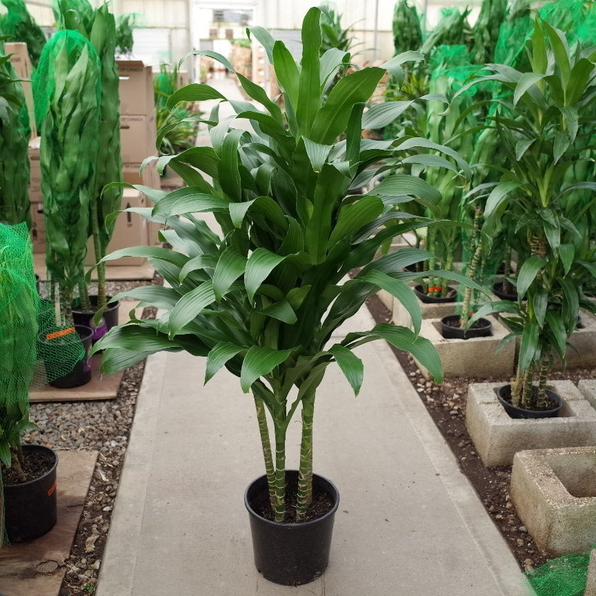 3 Gal Hi Dracaena ‘Michiko’ C/B – 5 Ft – 4PPP