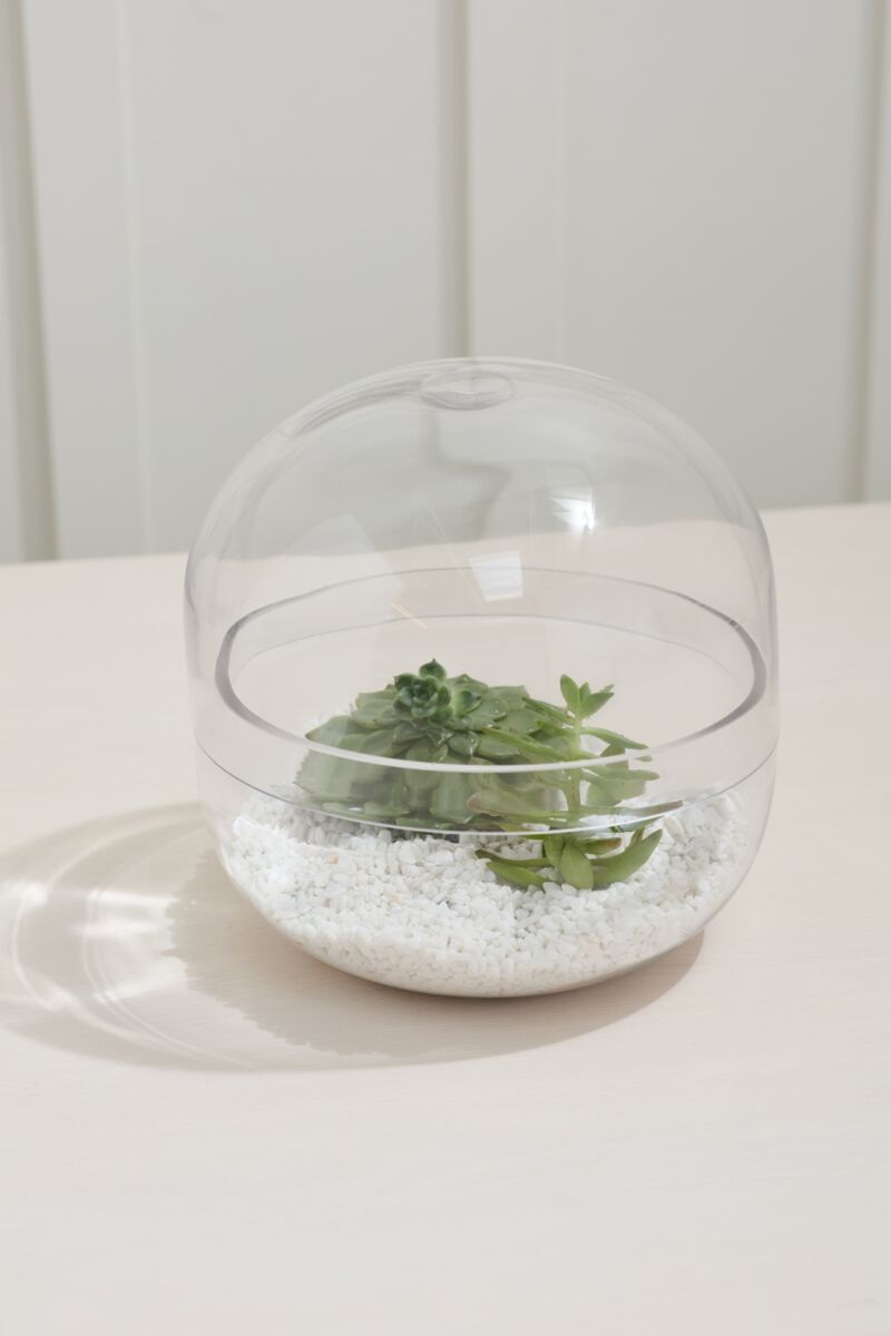 Observatory Terrarium – Panoramic Glass Ecosystem