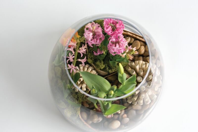 Jumbo Terrarium – Large-Scale Living Ecosystem Display