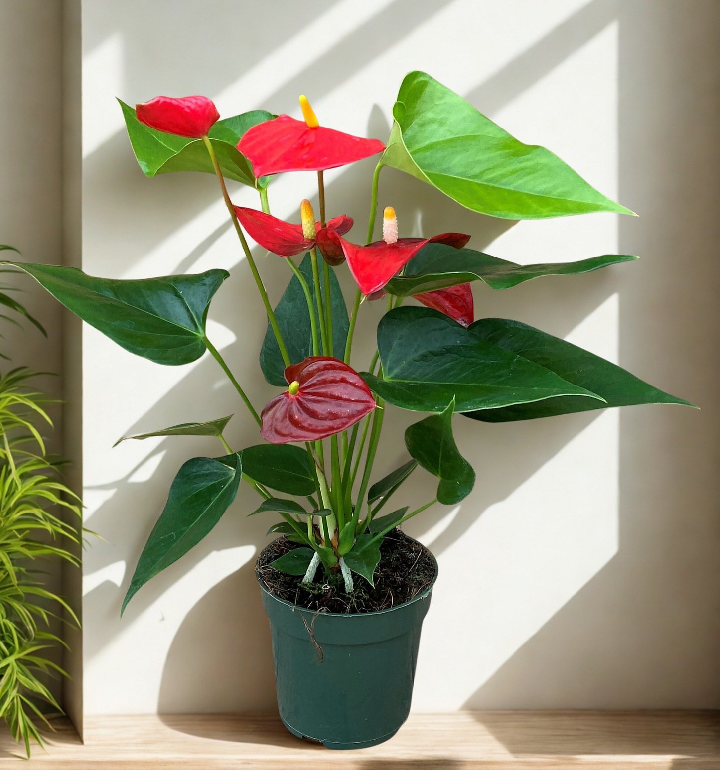 4 in Anthurium