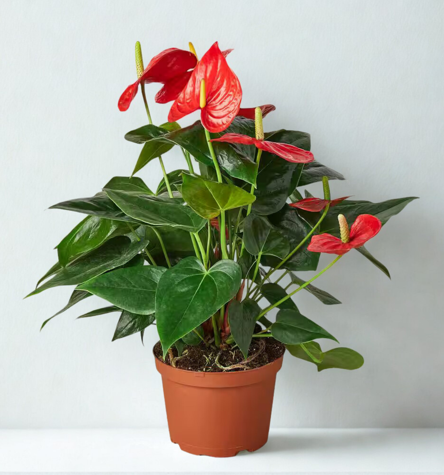 6" Anthurium