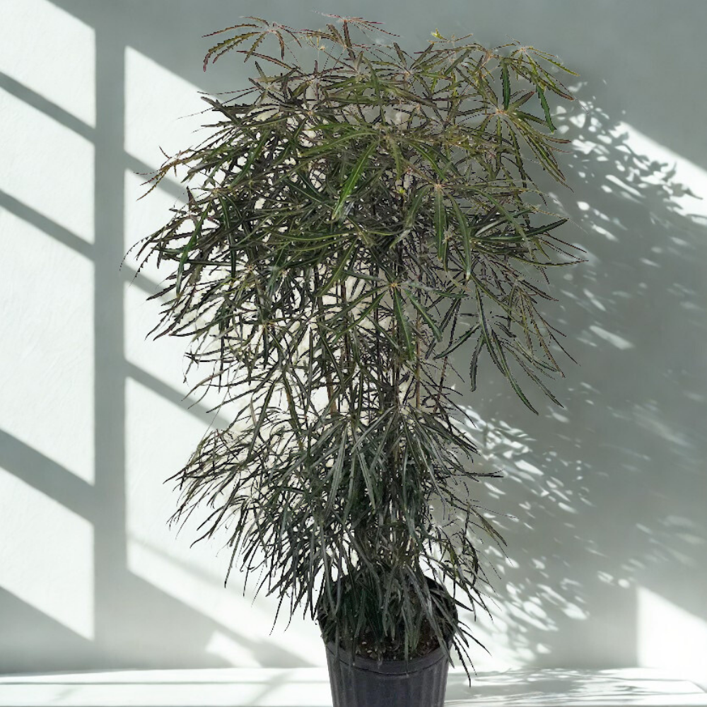 false aralia indoor plant 10" False Aralia
