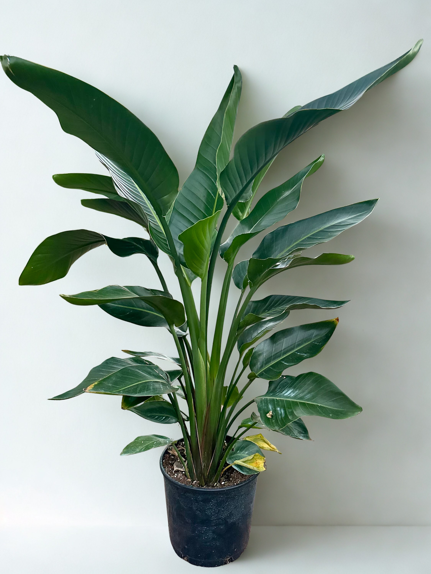 10" Bird of Paradise (3 Plants Per Pot)