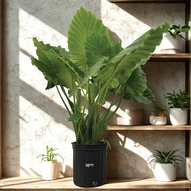 12" Alocasia Assorted (Elephant Ear Collection)