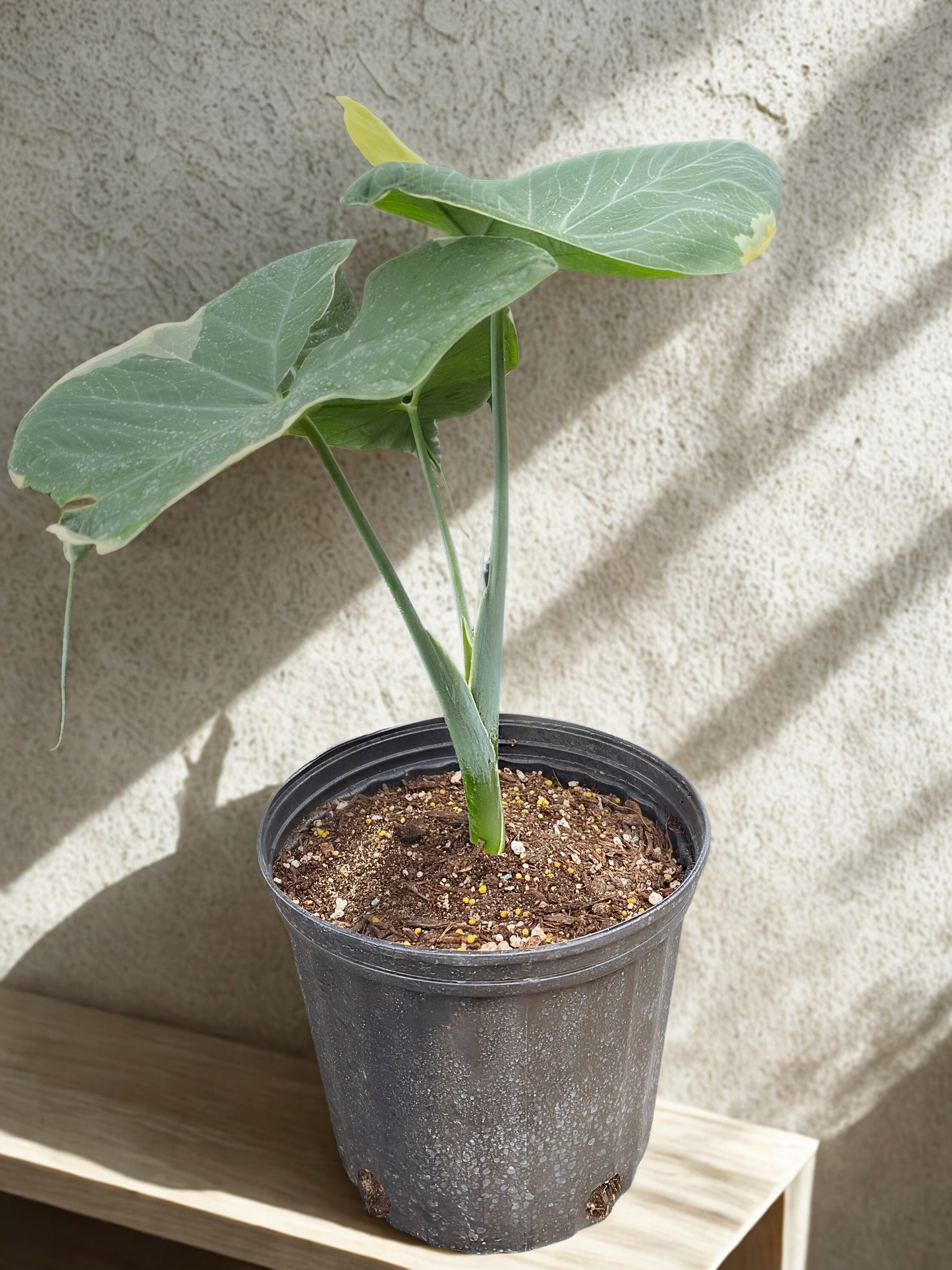 6" Xanthosoma (Elephant Ear Plant)