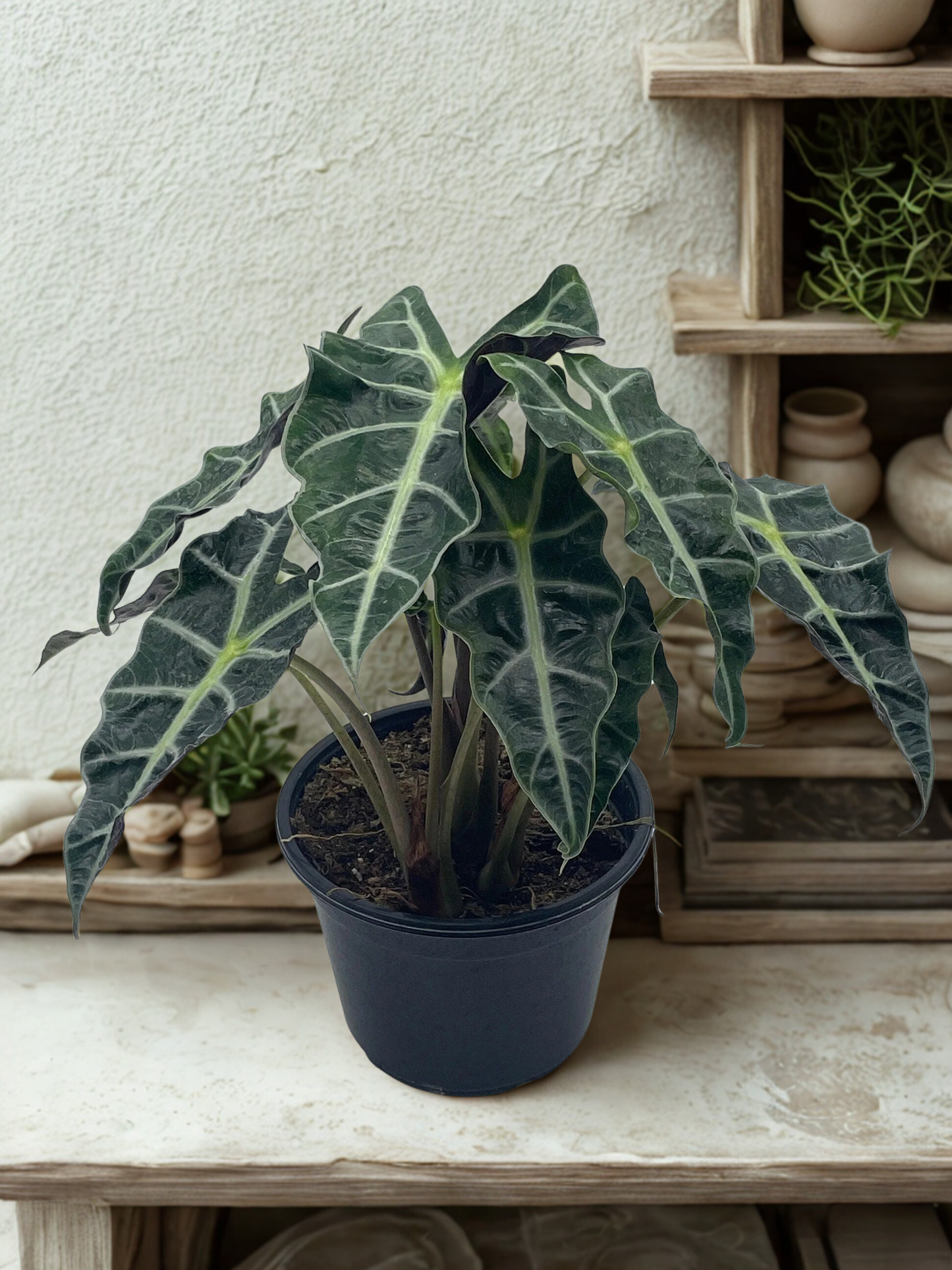 6" Alocasia Amazonica (African Mask Plant)