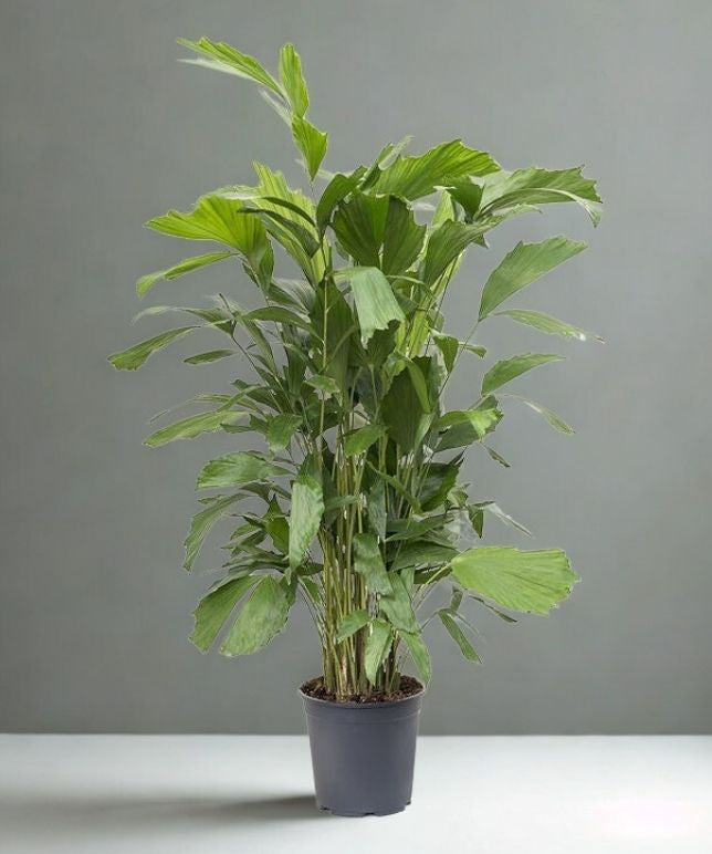 7 Gallon Fishtail Palm – Large Tropical Feature Plant (Caryota mitis)