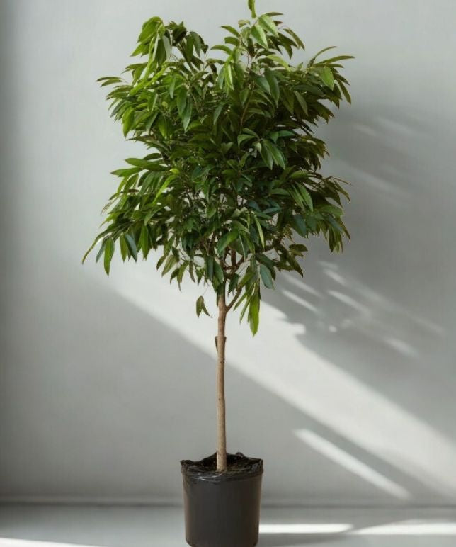 17” Ficus Amstel King – Large Elegant Floor Plant (Ficus binnendijkii ‘Amstel King’)