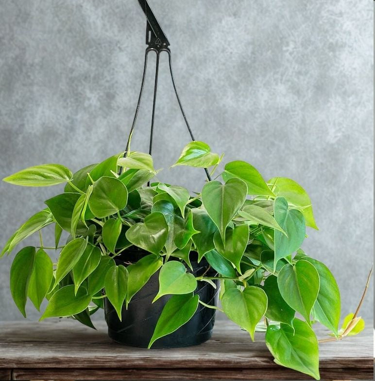 8" Philodendron Cordatum Hanging Basket – Lush Trailing Houseplant