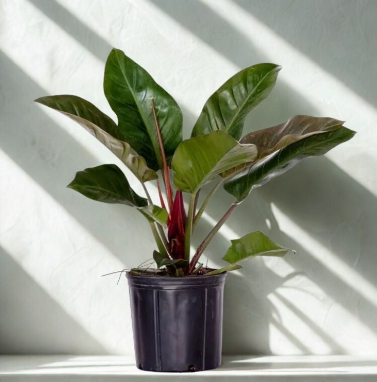 imperial red philodendron price 10" Philodendron Imperial Red – Large Tropical Foliage Plant