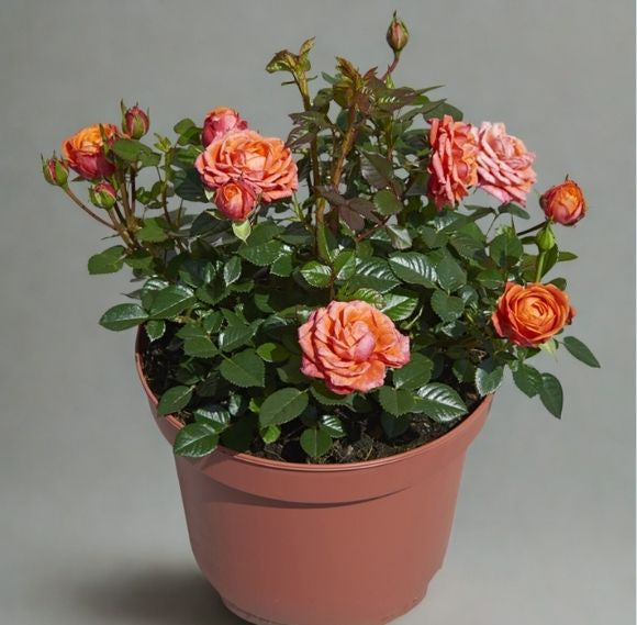 2" Mini Parade Rose – Blooming Miniature Rose Plant