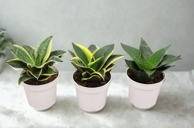 4” Sansevieria Premium (Snake Plant) – Compact Low Maintenance Houseplant