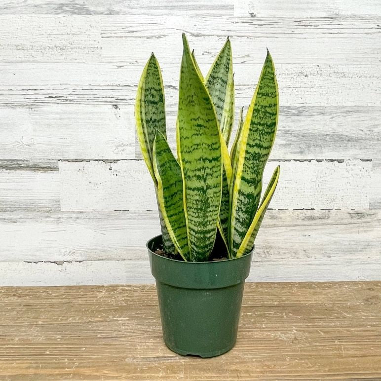 6” Sansevieria (Snake Plant) – Easy Care Indoor Air Purifying Plant