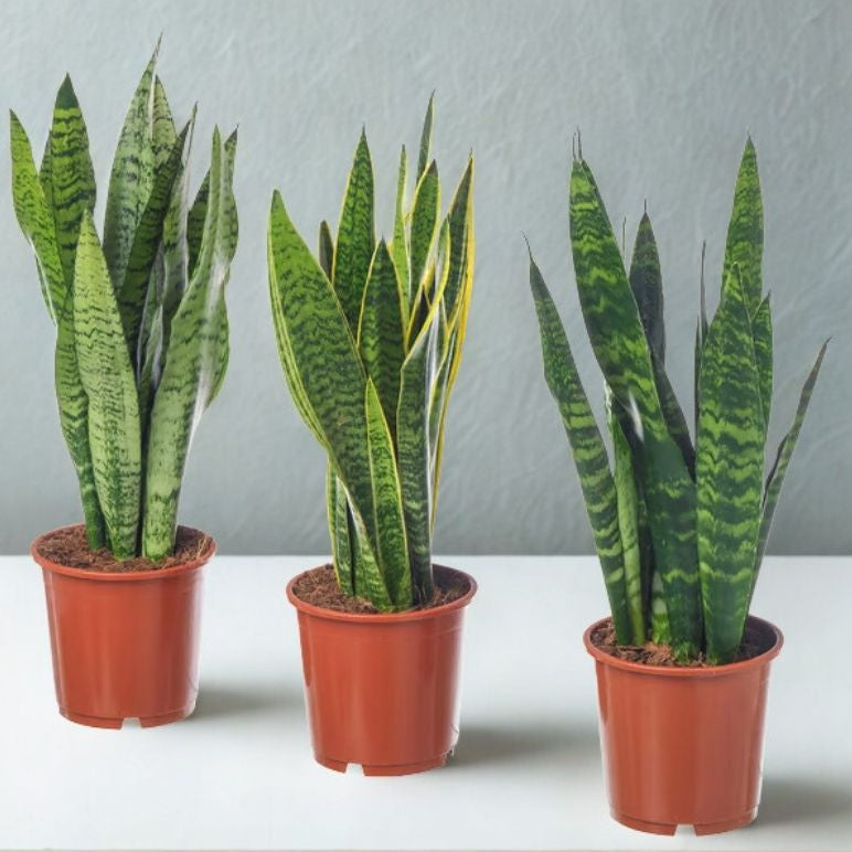 8” Sansevieria (Snake Plant) – Low Maintenance Statement Houseplant