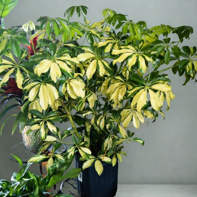 8” Schefflera Arboricola (Dwarf Umbrella Tree) – Full, Lush Indoor Statement Plant