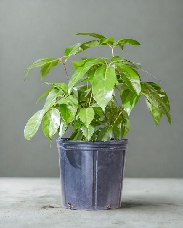 10" Schefflera Alpine Jr (Umbrella Tree) – Premium Indoor Foliage Plant