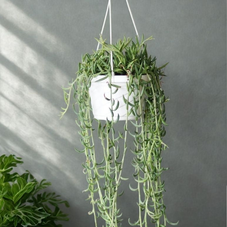 6" Fish Hook Plant (Senecio radicans) – Trailing Succulent Houseplant
