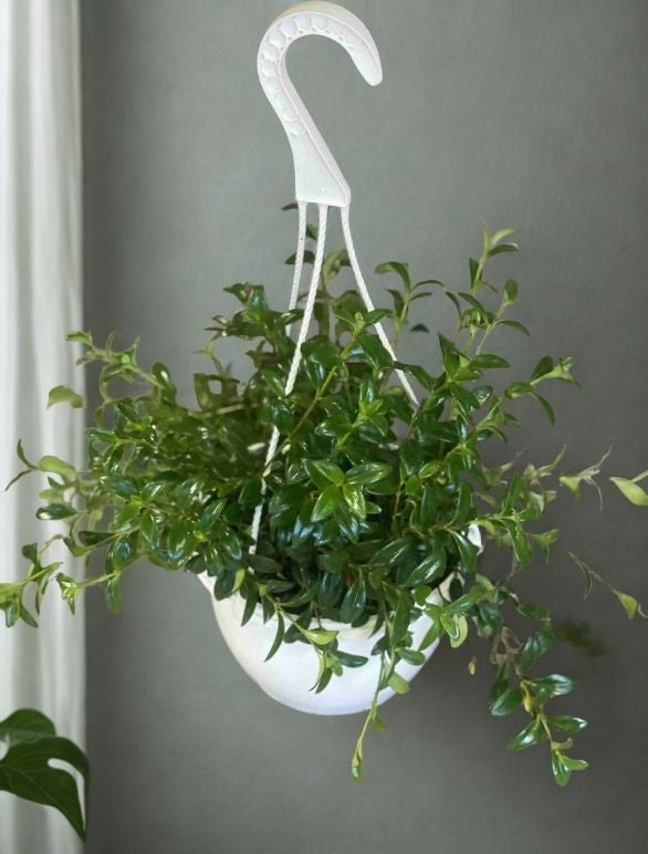 8" Goldfish Plant Hanging Basket (Columnea) – Flowering Trailing Houseplant