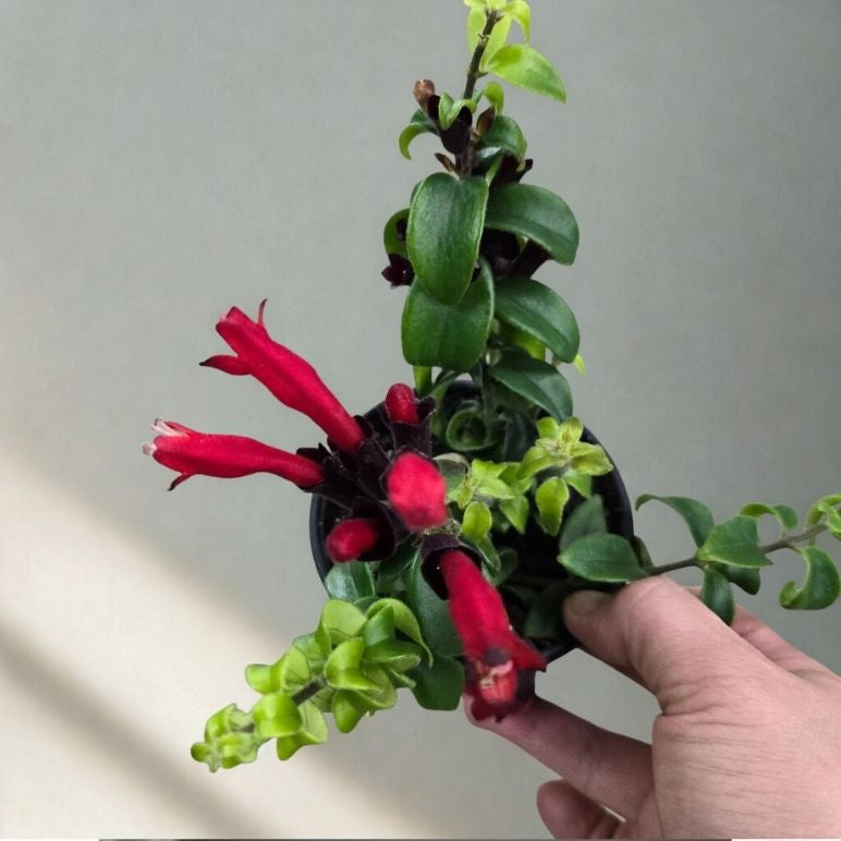 4" Lipstick Plant (Aeschynanthus) – Tropical Flowering Houseplant