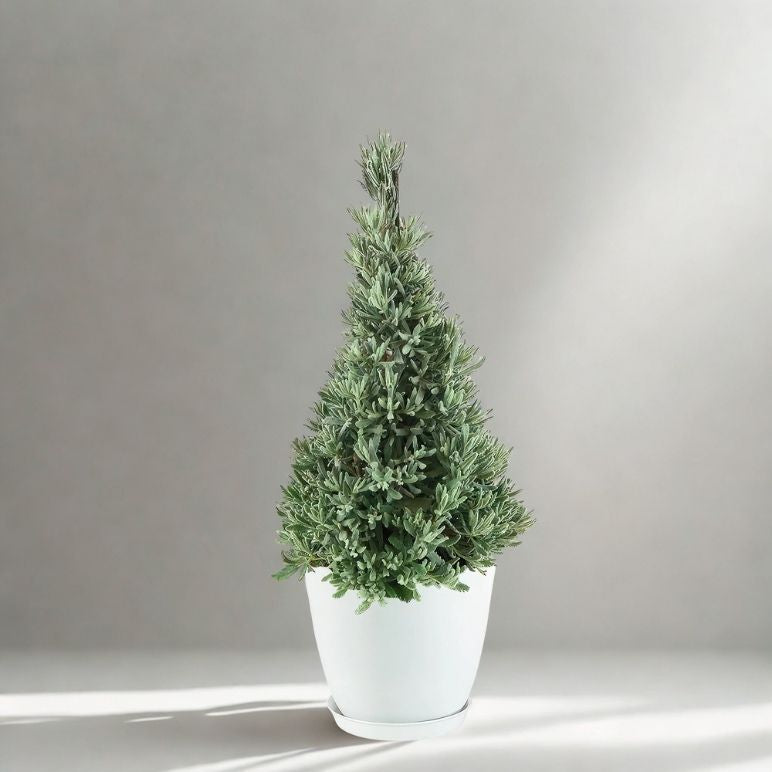 6" Lavender Holiday Tree – Live Decorative Topiary Plant (Fragrant Holiday Accent)