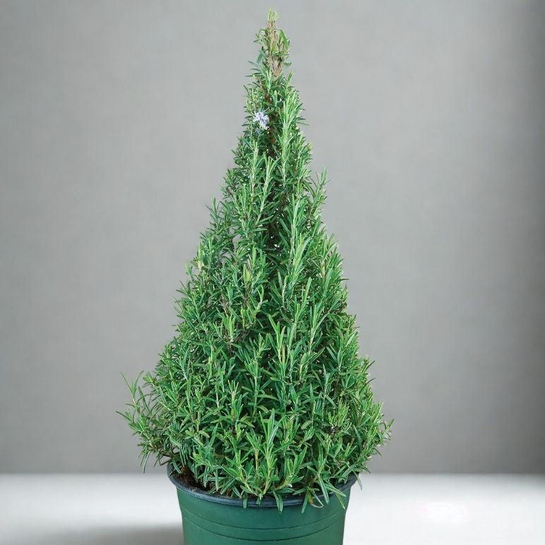 8" Rosemary Holiday Tree – Live Aromatic Topiary (Premium Fragrant Herb Plant)