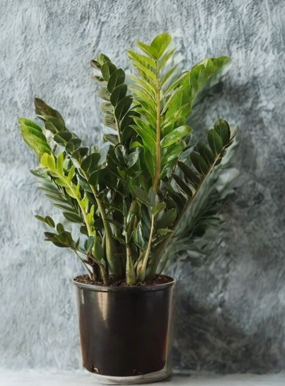 8" ZZ Plant (Zamioculcas zamiifolia) – Low Maintenance Indoor Houseplant