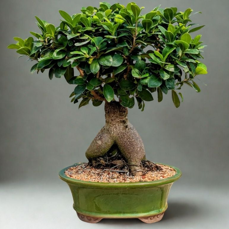 Large Ficus Ginseng Bonsai – Live Indoor Bonsai Tree 22 cm