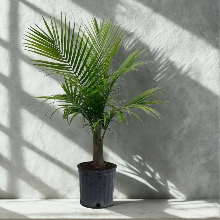 majesty palm ravenea plant 8” Majesty Palm – Lush Tropical Houseplant (Ravenea rivularis)