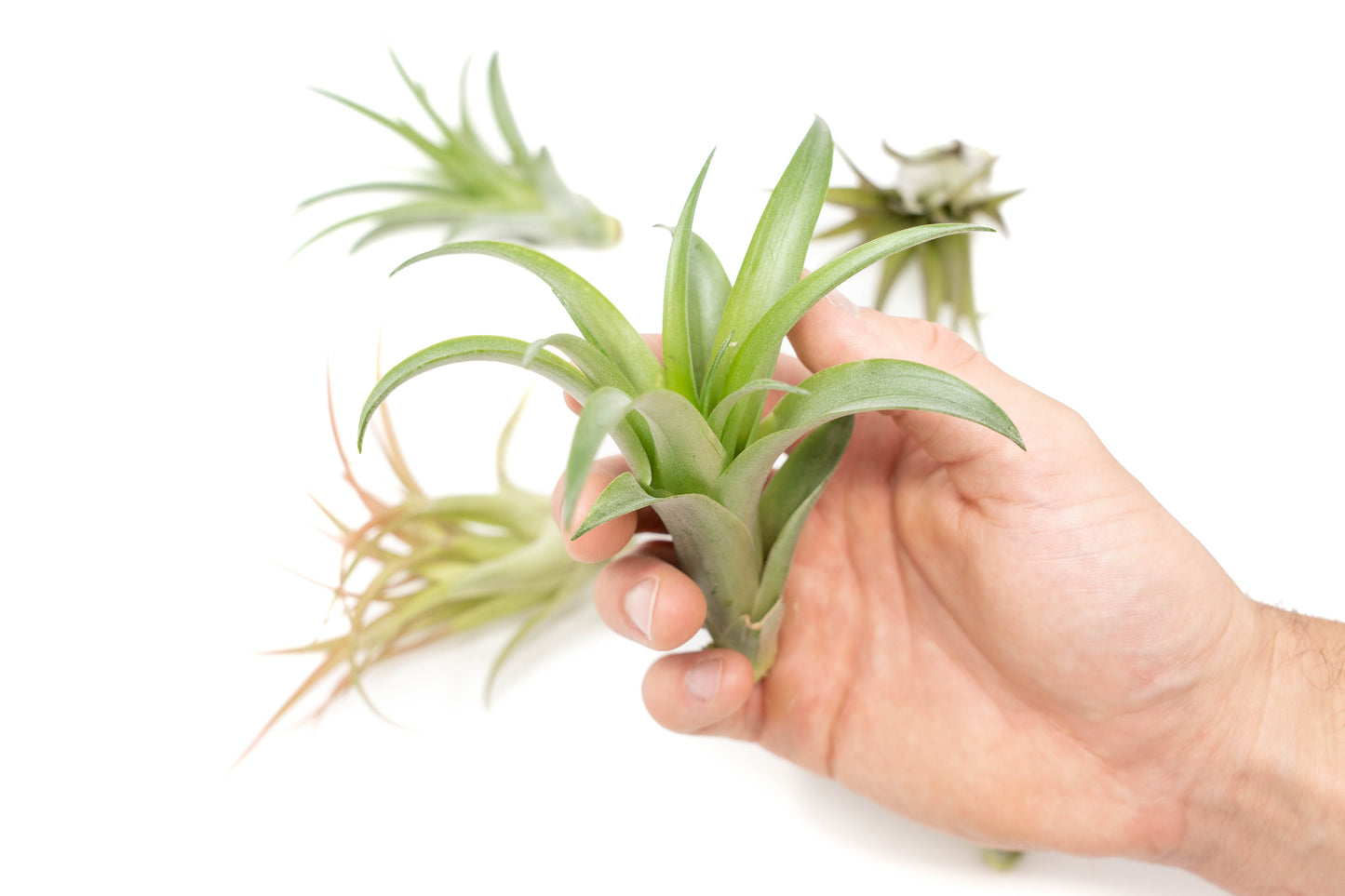 SALE - Tillandsia Abdita Brachycaulos Air Plants - Set of 10, 20 or 30