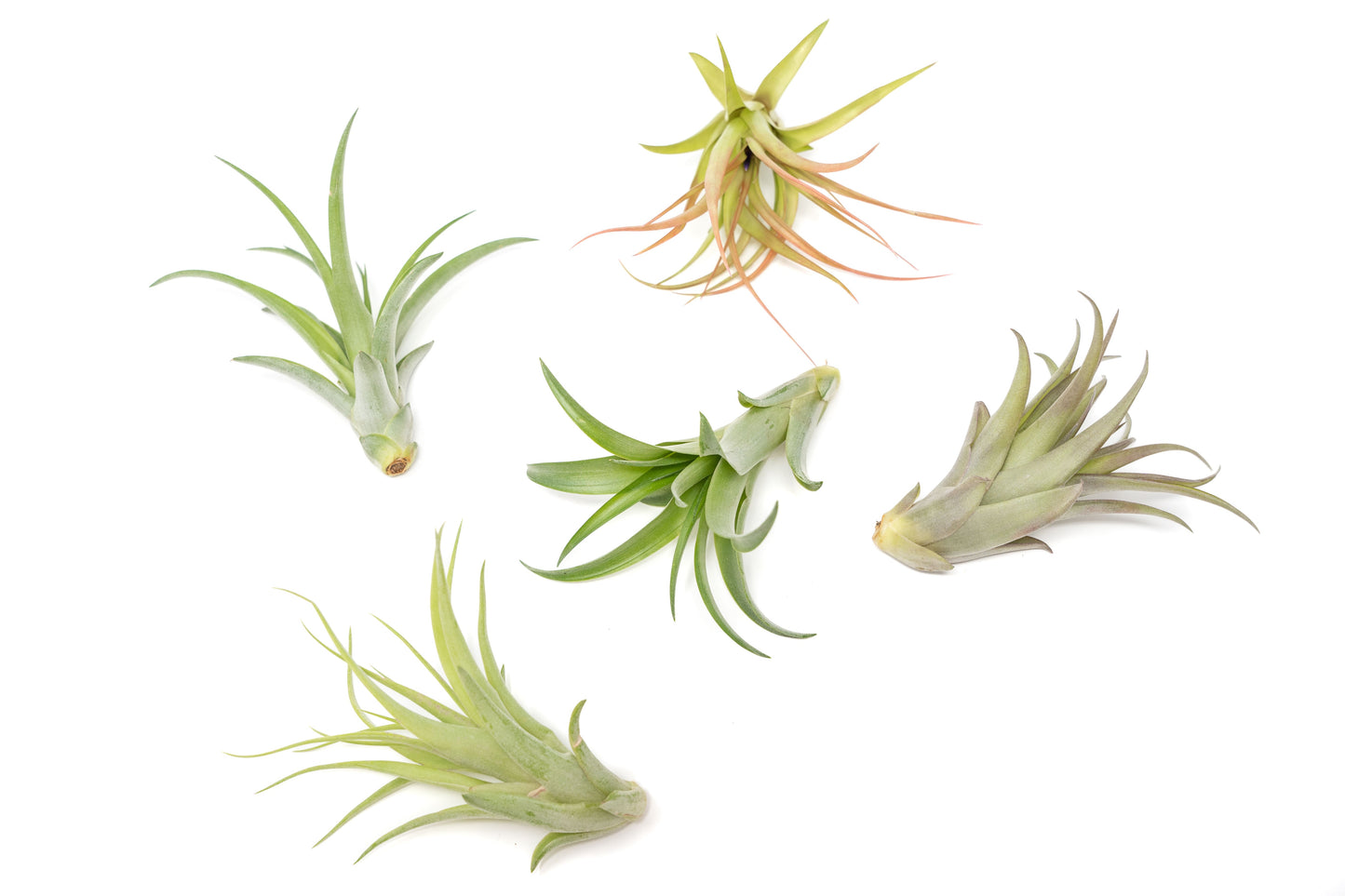 SALE - Tillandsia Abdita Brachycaulos Air Plants - Set of 10, 20 or 30