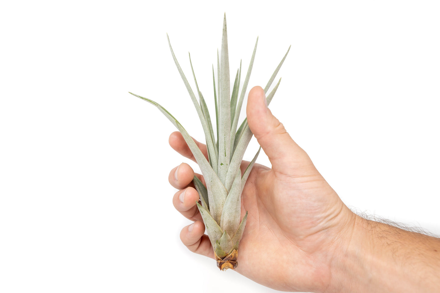 SALE - Large Tillandsia Fasciculata Tricolor Air Plants - Set of 5 or 10