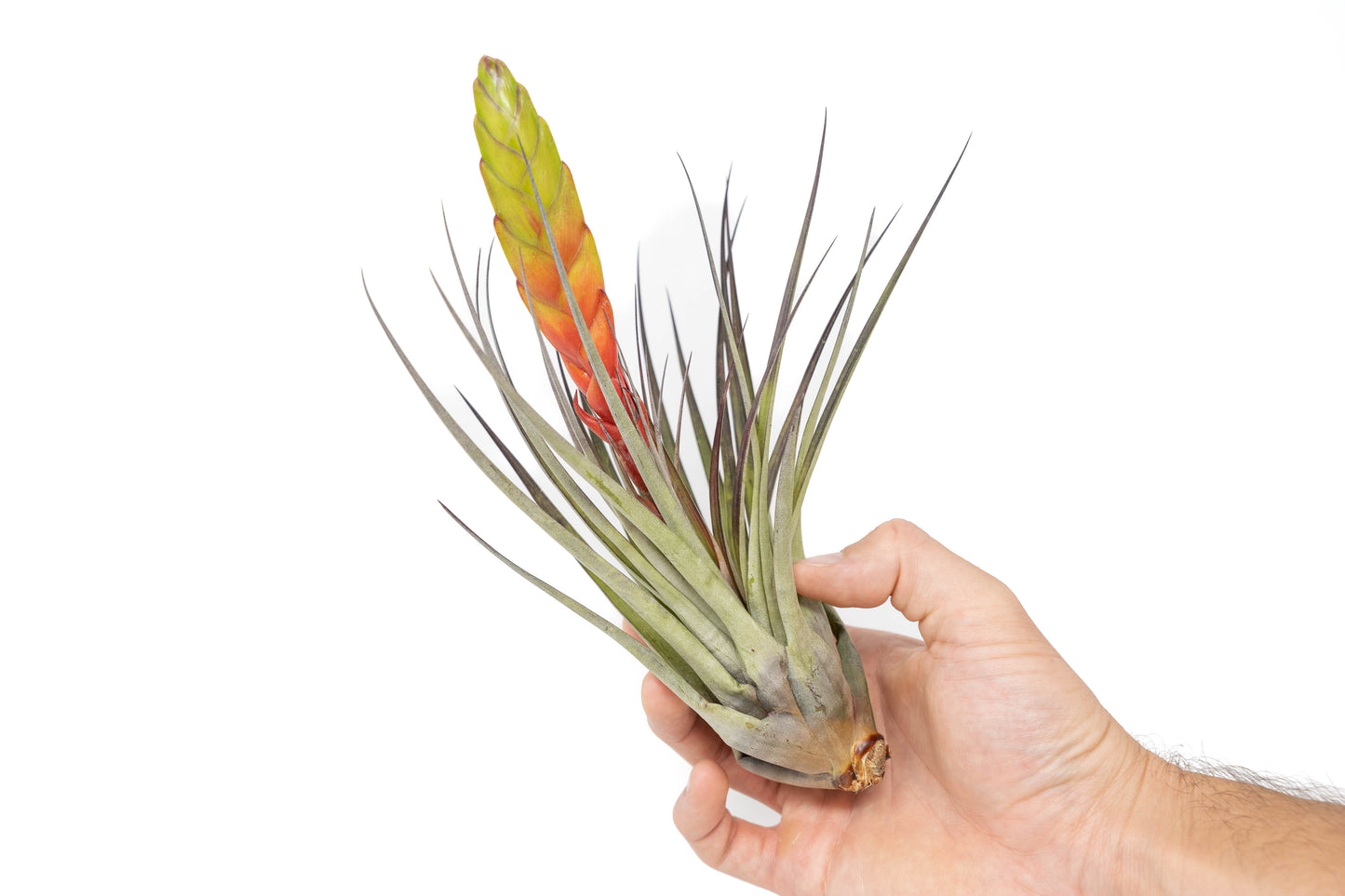 SALE - Large Tillandsia Fasciculata Tricolor Air Plants - Set of 5 or 10
