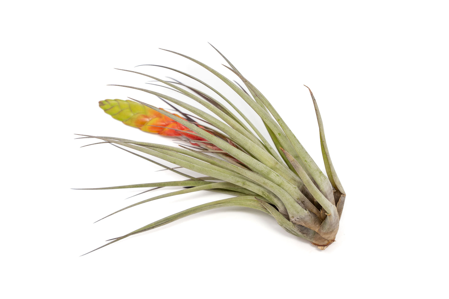 SALE - Large Tillandsia Fasciculata Tricolor Air Plants - Set of 5 or 10