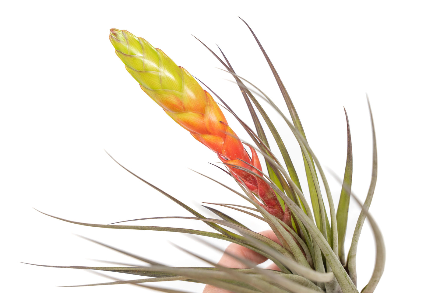 SALE - Large Tillandsia Fasciculata Tricolor Air Plants - Set of 5 or 10