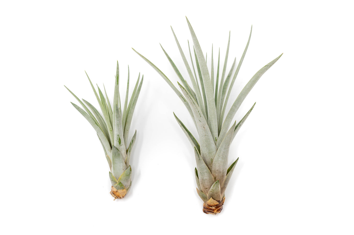 SALE - Large Tillandsia Fasciculata Tricolor Air Plants - Set of 5 or 10