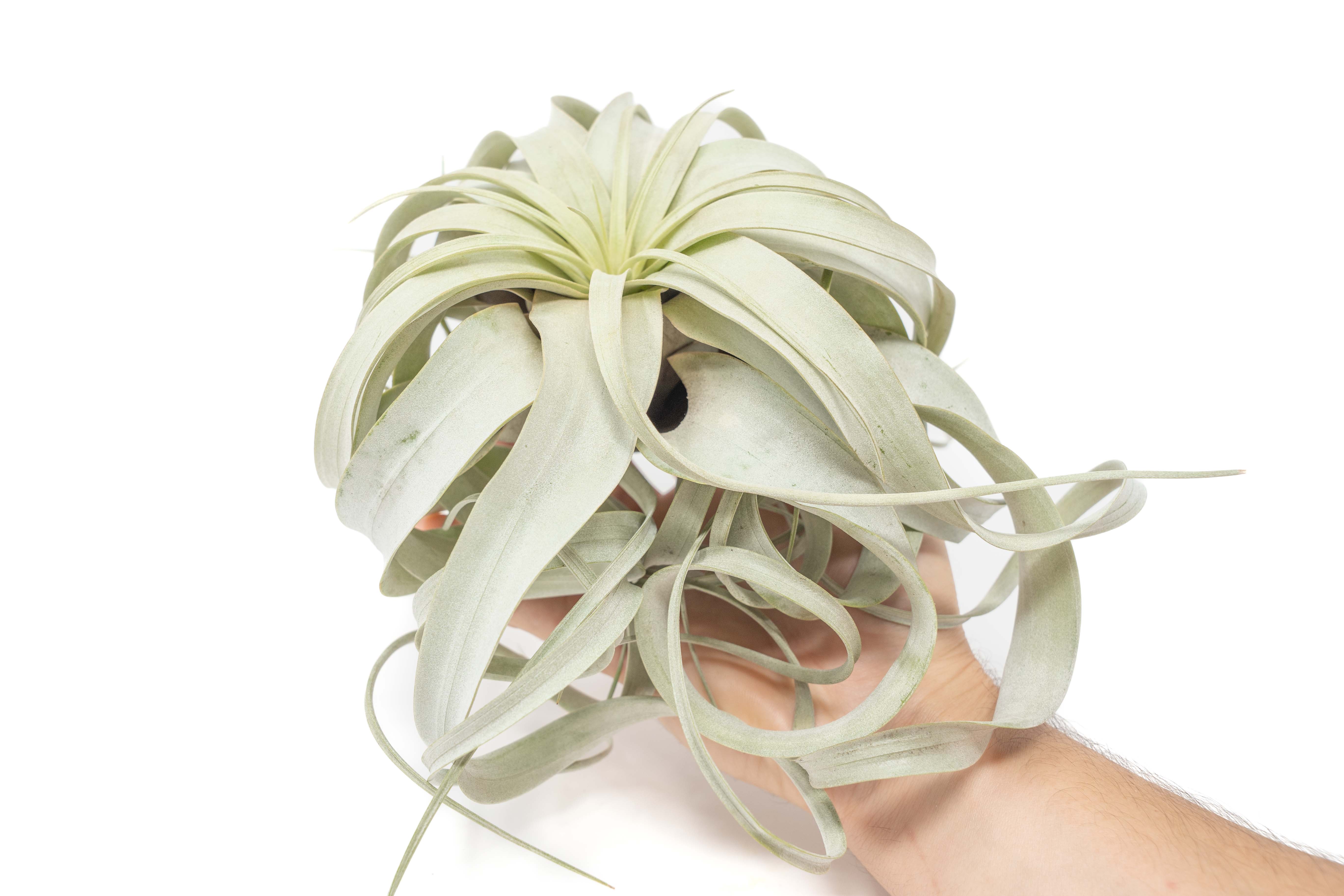 Tillandsia xerographica (Air plant) – Wild Tillandsia xerographica (Air plant) – Wild