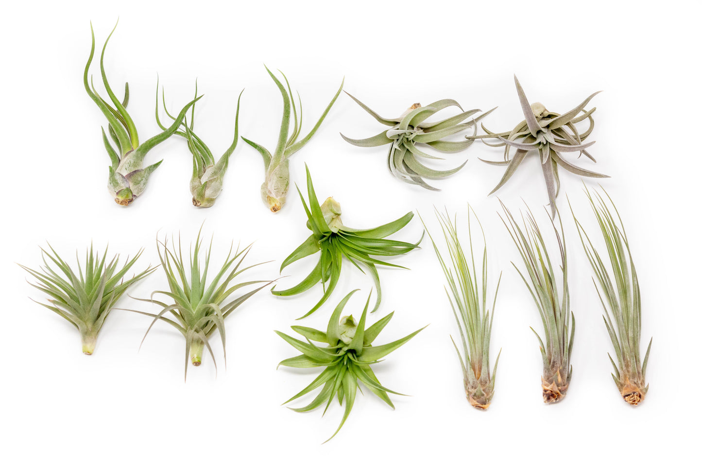 SALE - The Elegant Collection of Tillandsia Air Plants - Set of 10, 20, or 30