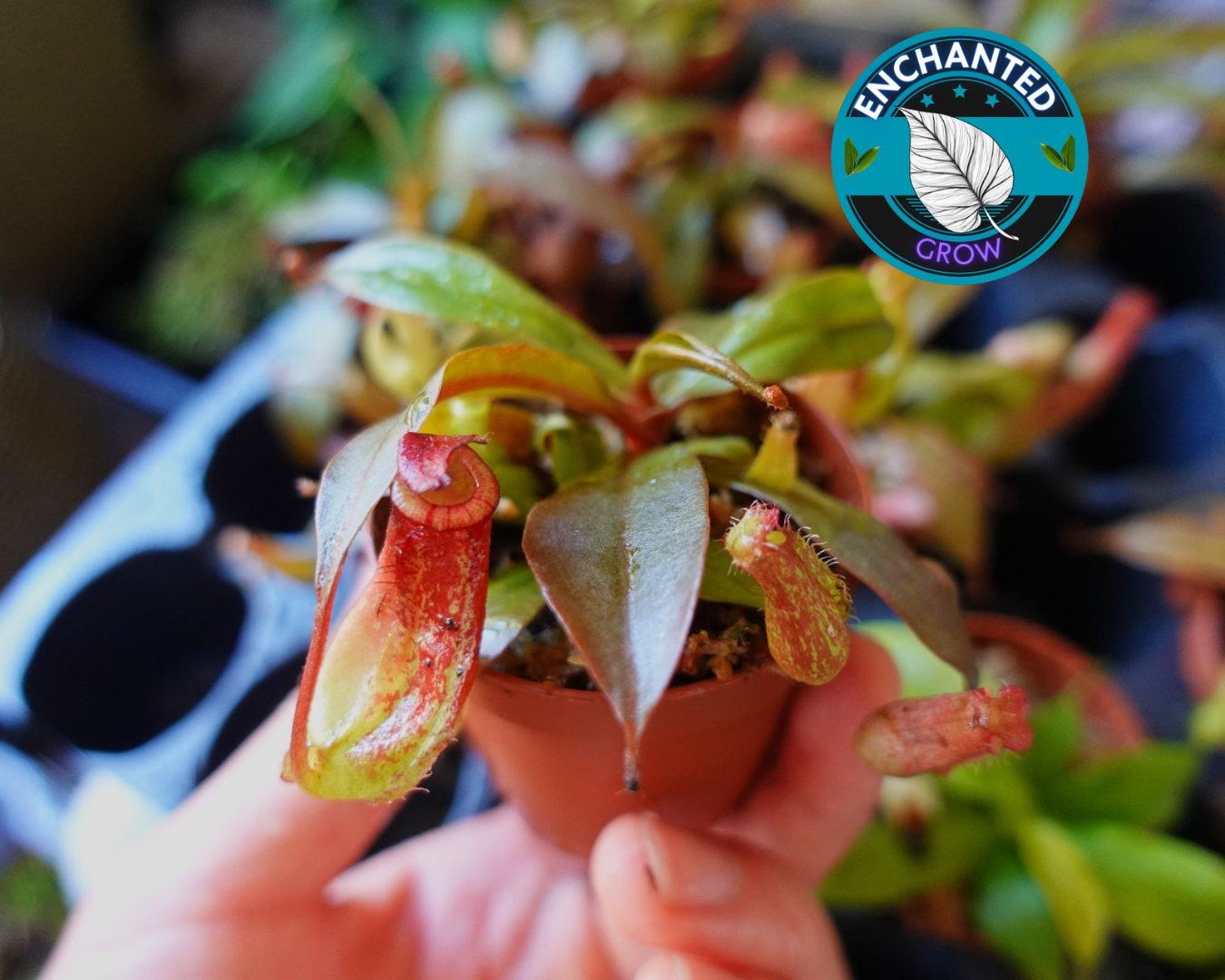 carnivorous plant pot Nepenthes Bloody Mary Carnivorous Pitcher Plant – Enchanted Grow