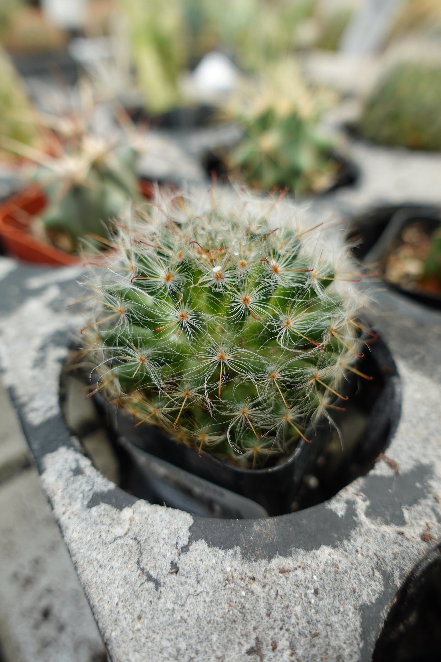 Powder Puff Cactus (Mammillaria bocasana) – Soft-Spined Desert Beauty