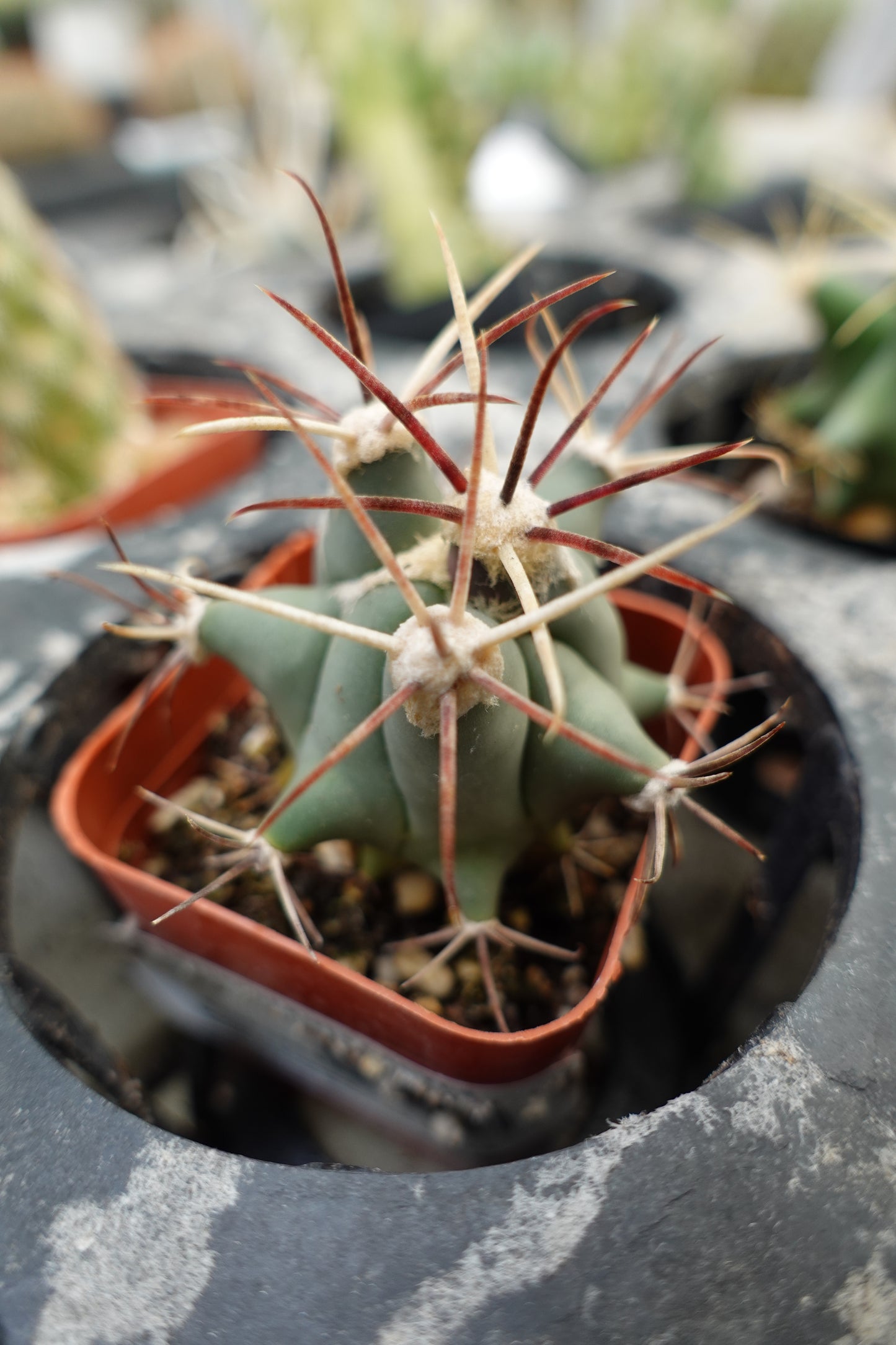 Devil’s Tongue Barrel Cactus (Ferocactus latispinus) – Fierce & Sculptural Desert Plant