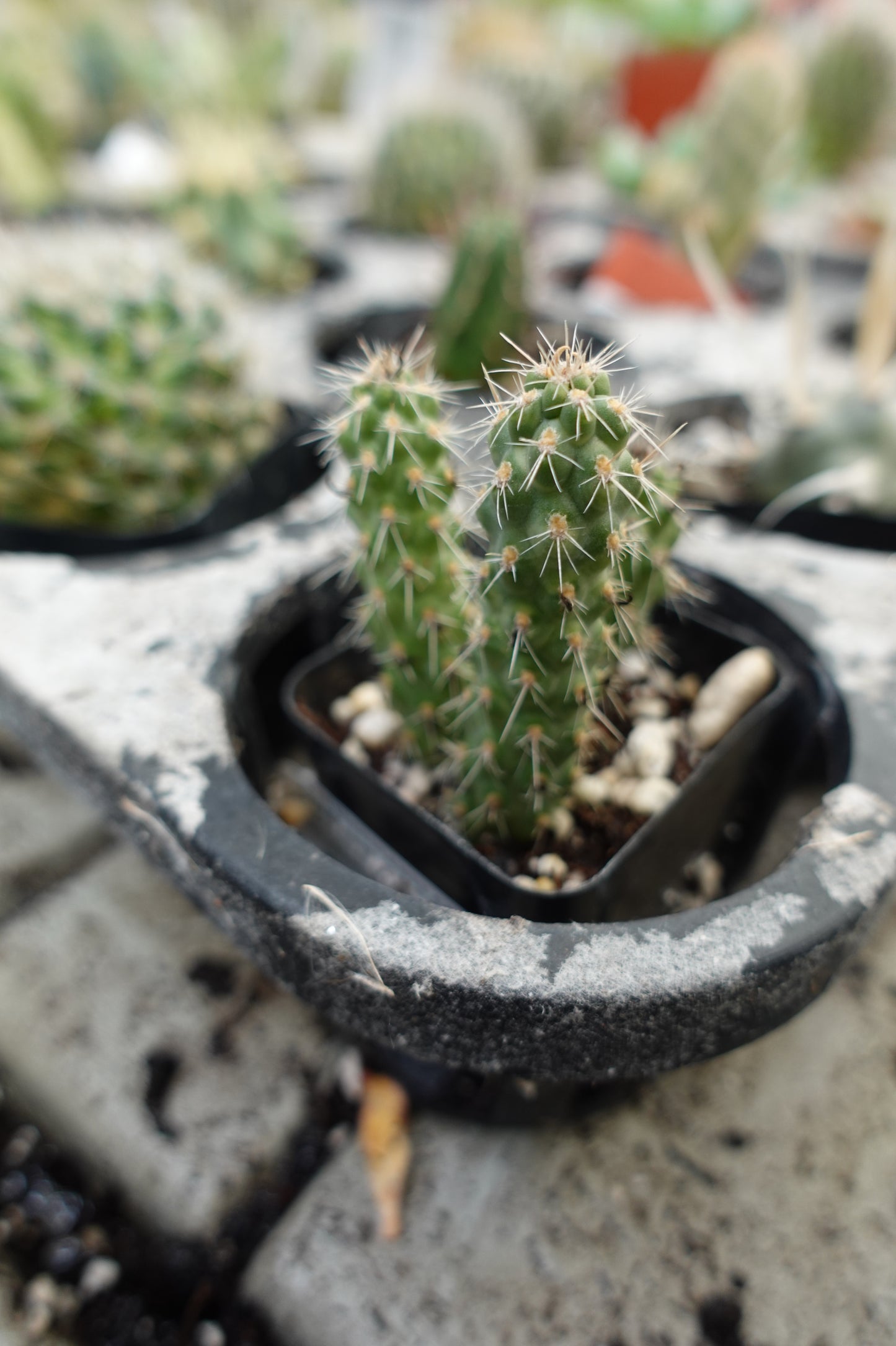 Mini Cholla Cactus (Cylindropuntia imbricata) – Spiny Desert Column