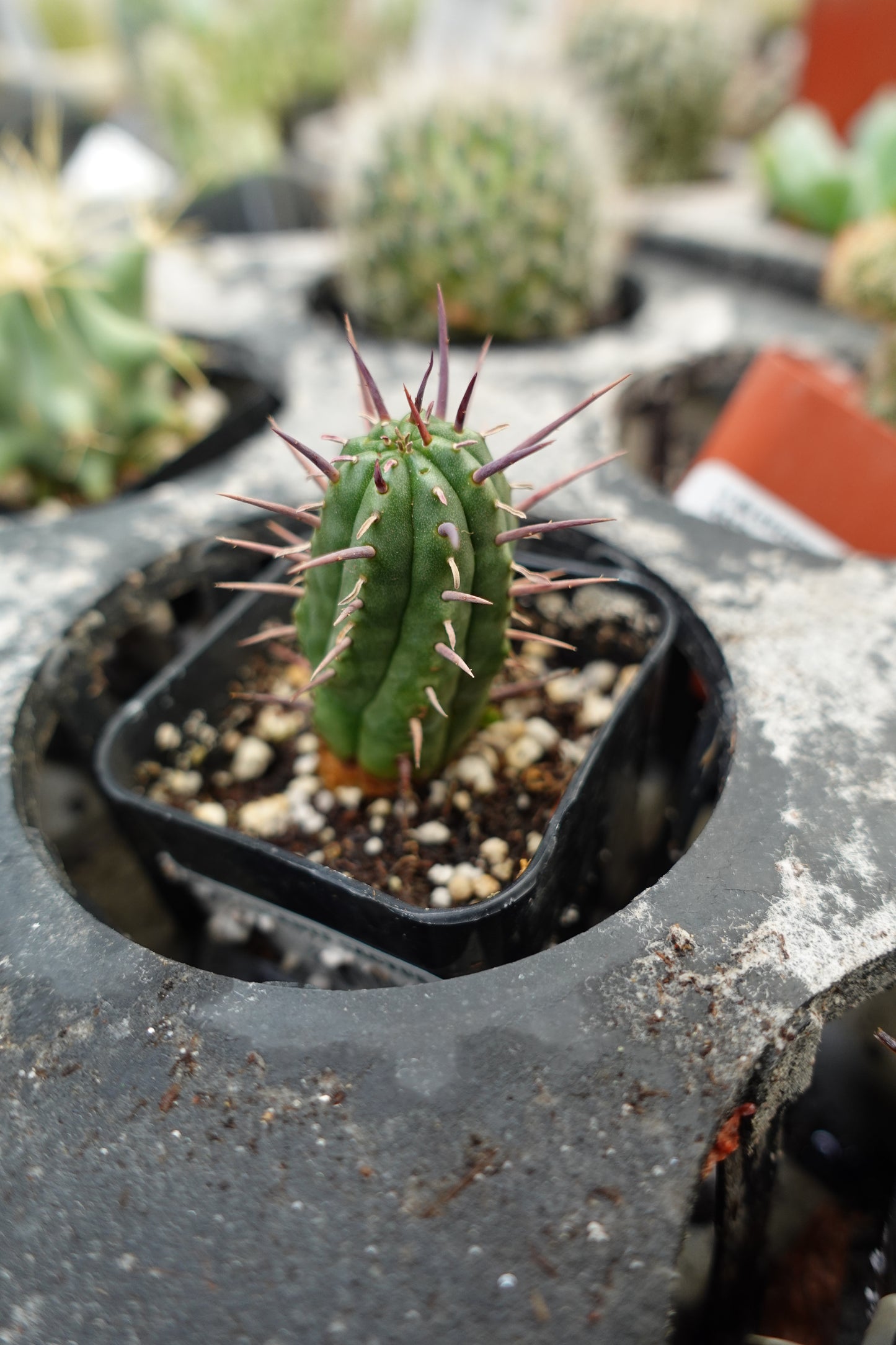 Euphorbia ferox – Fierce Spined African Succulent